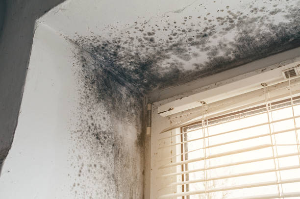 Affordable Mold Remediation solutions in Osterburg, PA